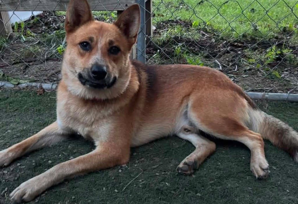 Sampson - Australian Cattle Dog/Blue Heeler