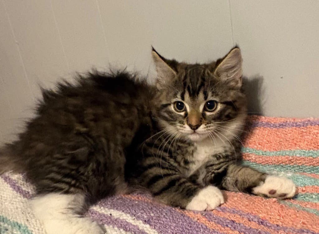 Hershey - Domestic Long Hair