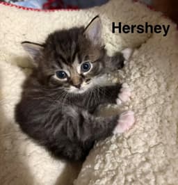 Hershey image 2