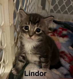 Lindor image 2