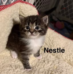Nestle image 2