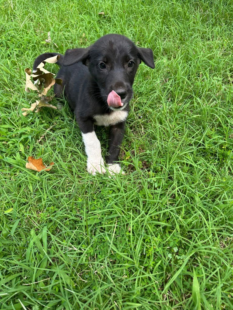 Stormy - Labrador Retriever