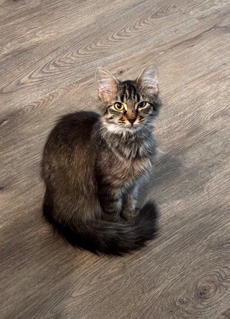 Trisha - Domestic Short Hair
