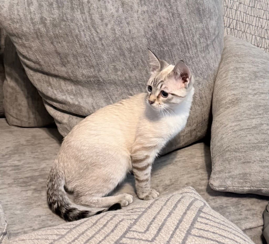 Jon Snow - Siamese