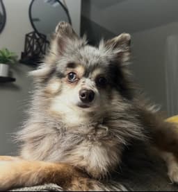 Macy image 1