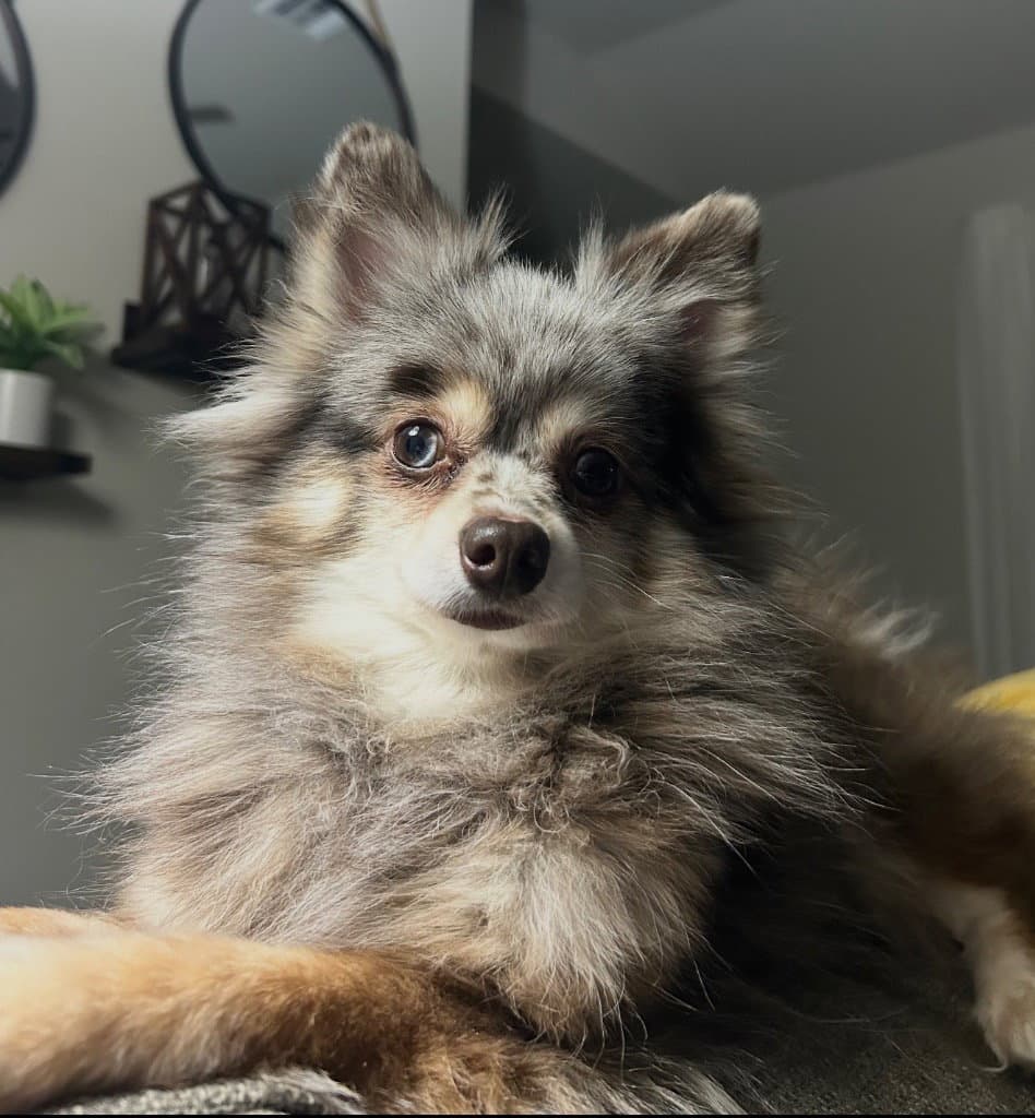 Macy - Pomeranian