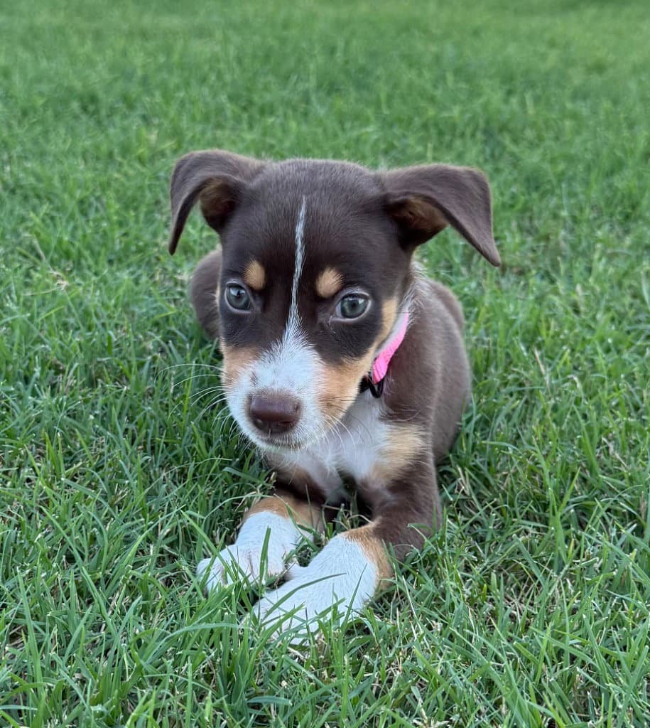 Mocha - Chihuahua