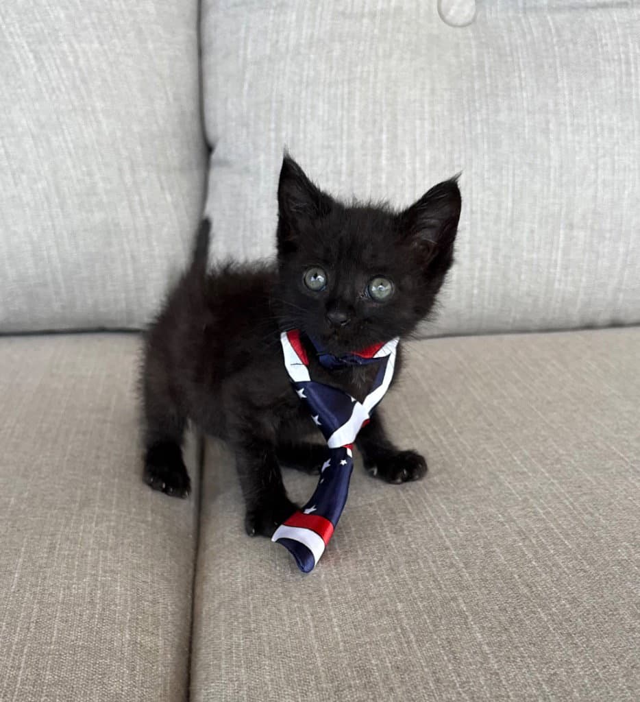Albert - Domestic Short Hair