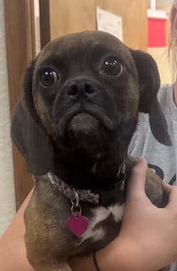 Millie image 1