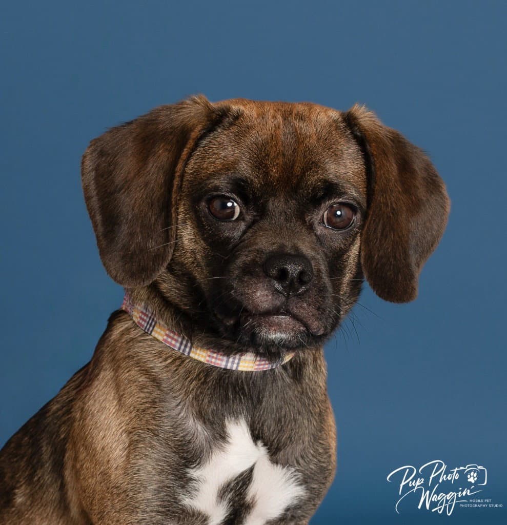 Millie - Pug