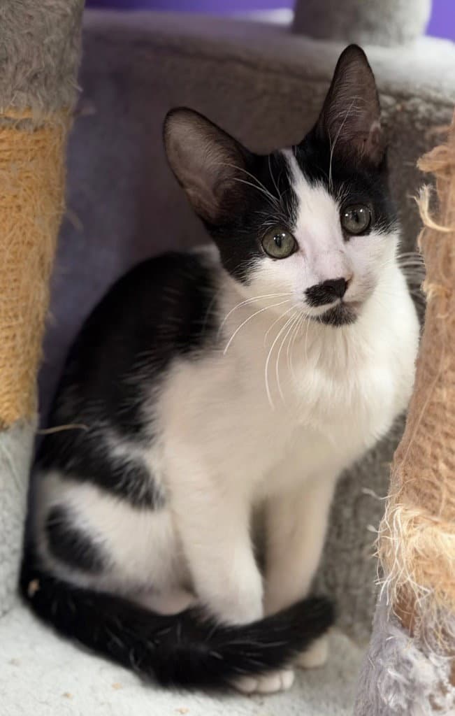 Mary Moo - Domestic Short Hair
