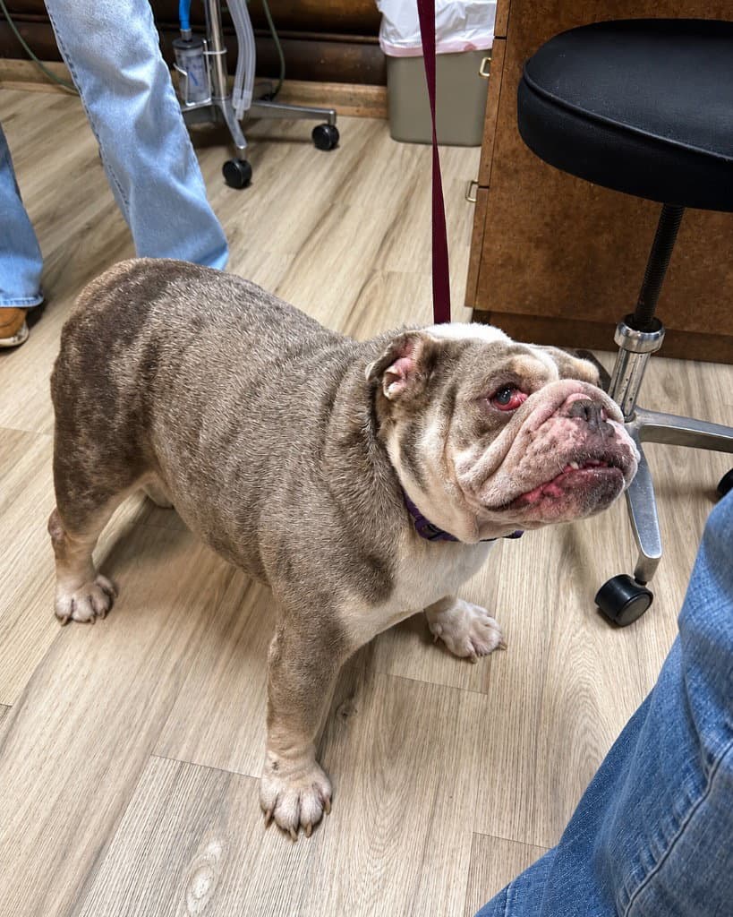 Sky - English Bulldog