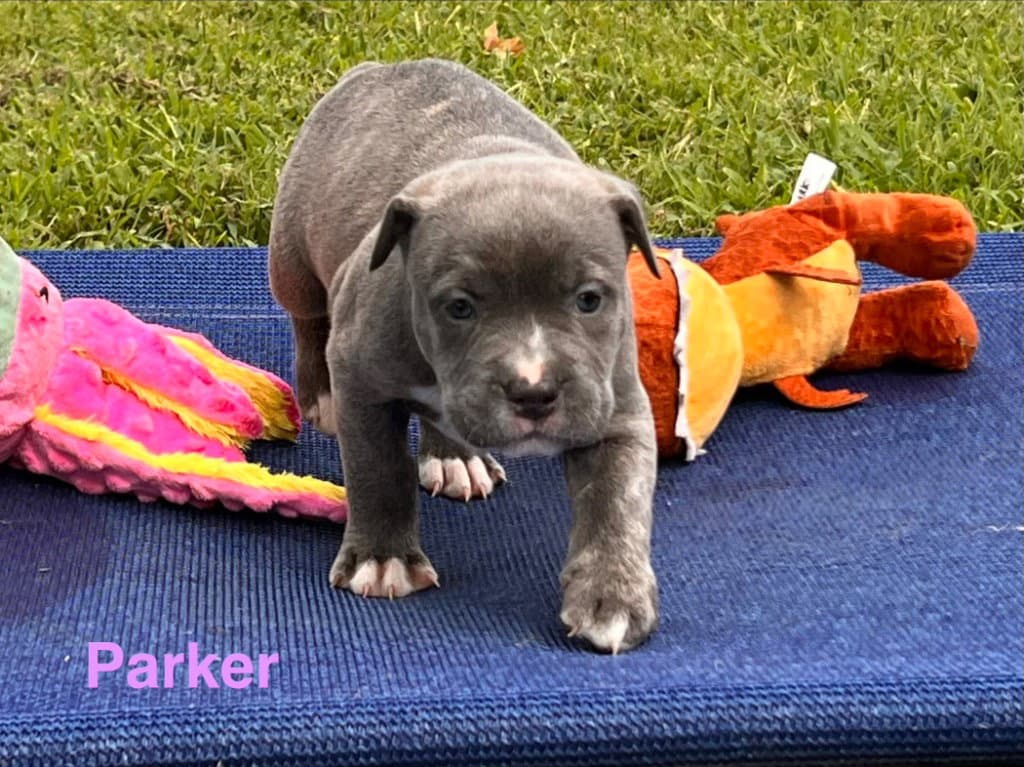 Parker - Labrador Retriever