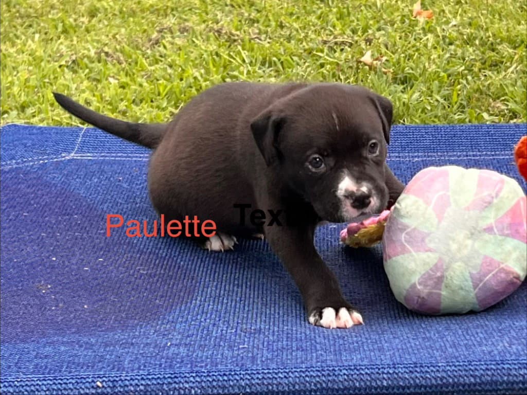 Paulette - Labrador Retriever