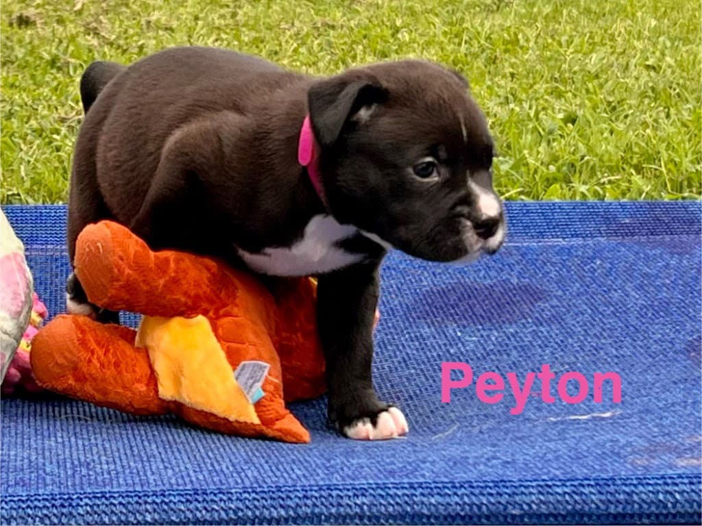 Peyton - Labrador Retriever