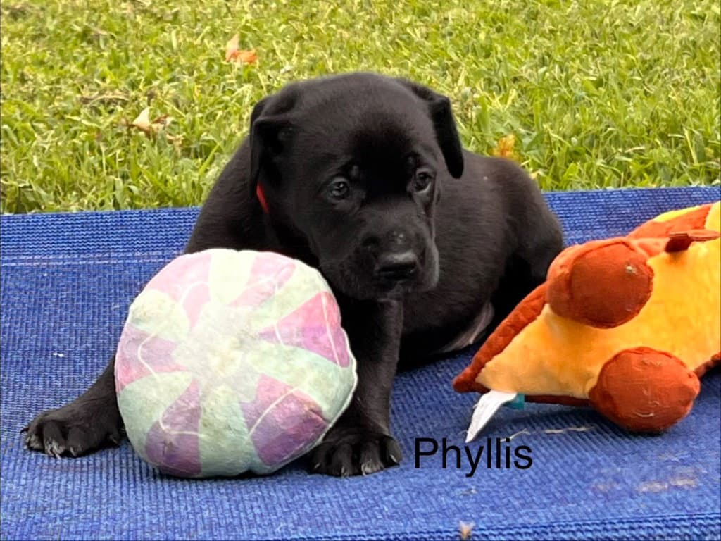Phyllis - Labrador Retriever