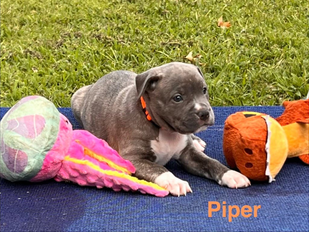 Piper - Labrador Retriever