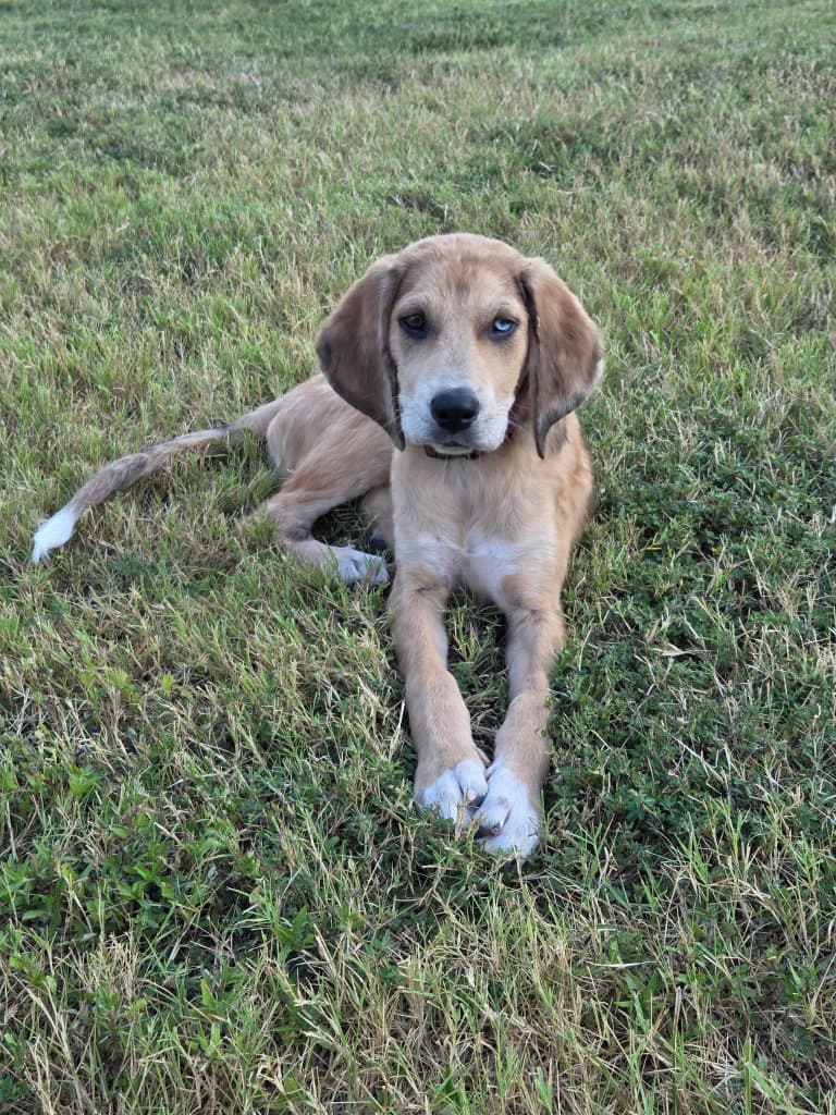 Mabel - Bloodhound