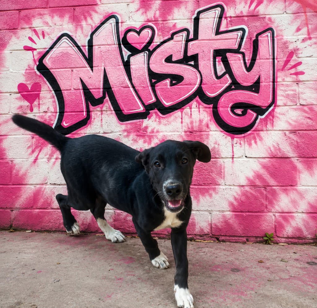 Misty - Labrador Retriever