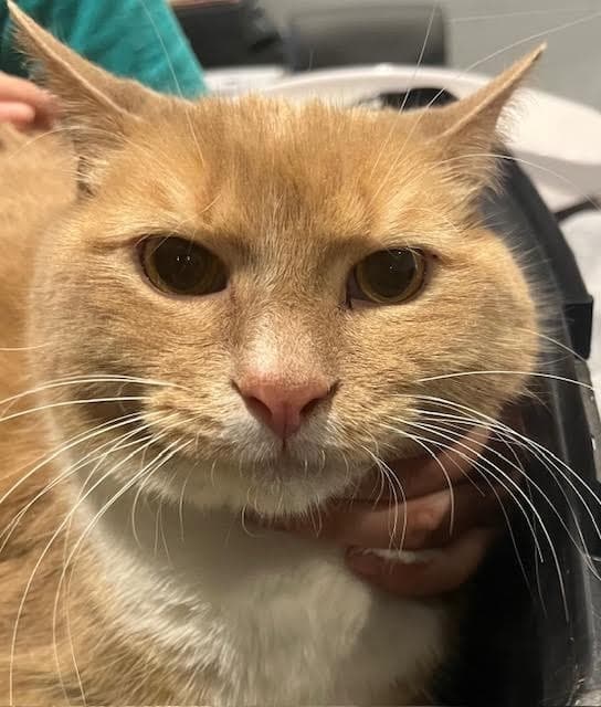 Capone - In A Foster Home - Domestic Short Hair
