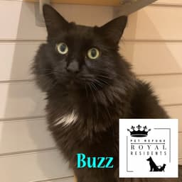 Buzz In Foster image 1