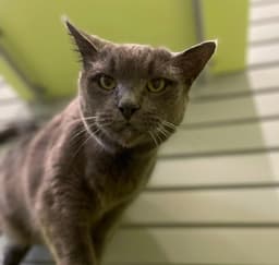 Boris image 1