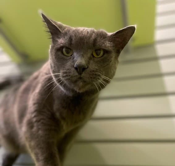 Boris - Domestic Short Hair