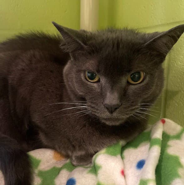 Natasha - Domestic Short Hair