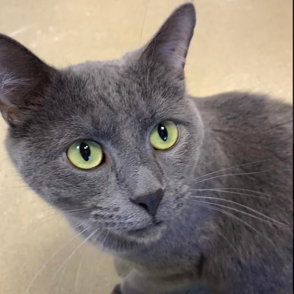 Beaumont - Domestic Short Hair