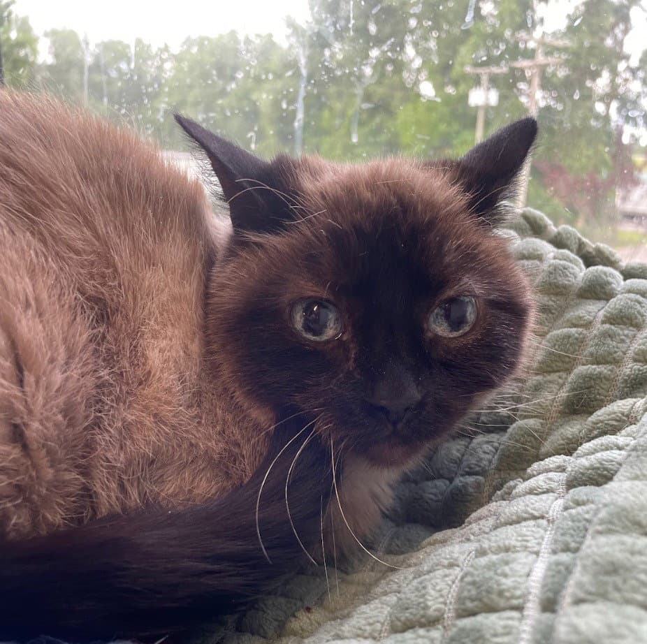 Tia - Siamese