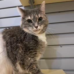 Missy image 1