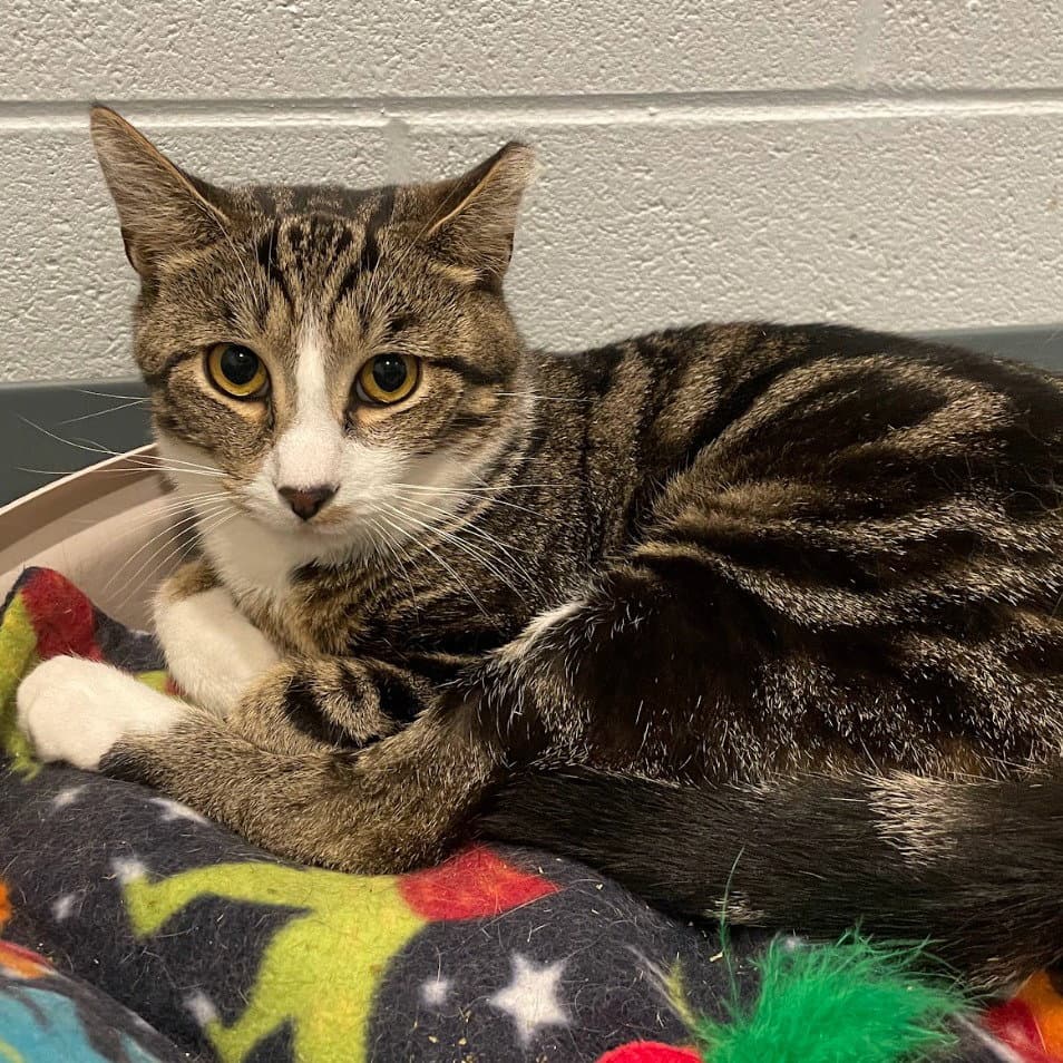 Heath Bar - Domestic Short Hair