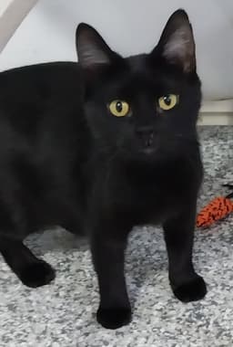 Misty Onyx  In Foster image 1