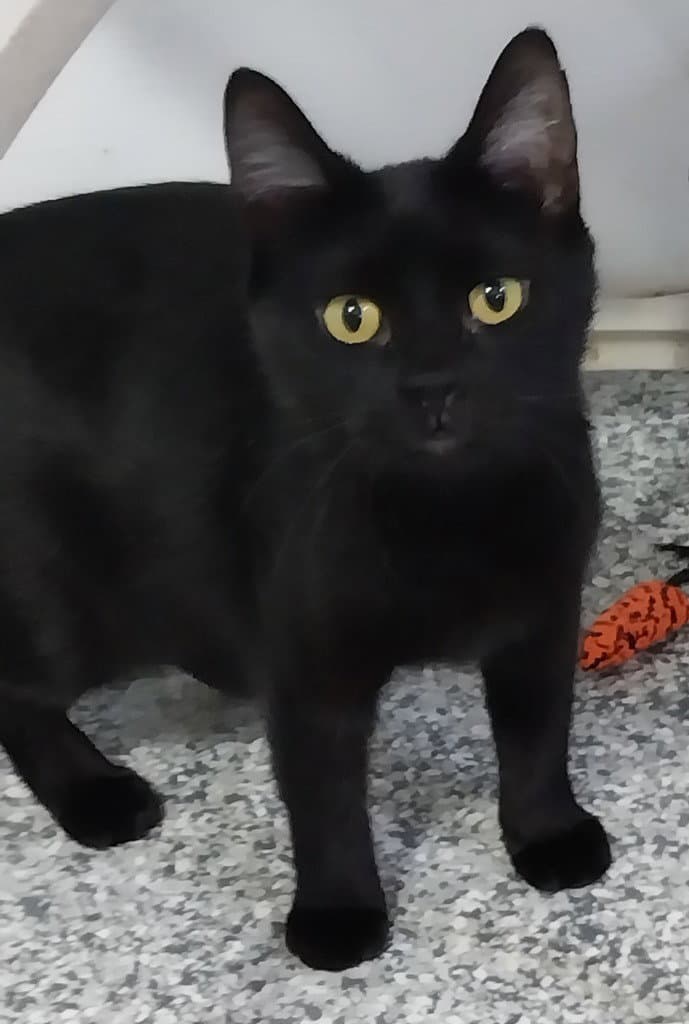 Misty Onyx  In Foster - Domestic Medium Hair