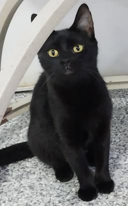 Misty Onyx  In Foster image 2