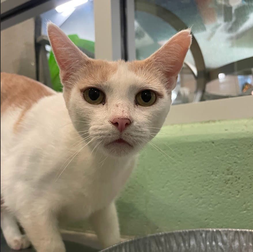 Lily - Domestic Short Hair