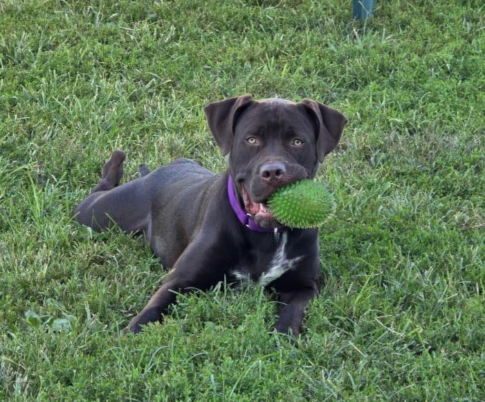 Sheriff - Labrador Retriever