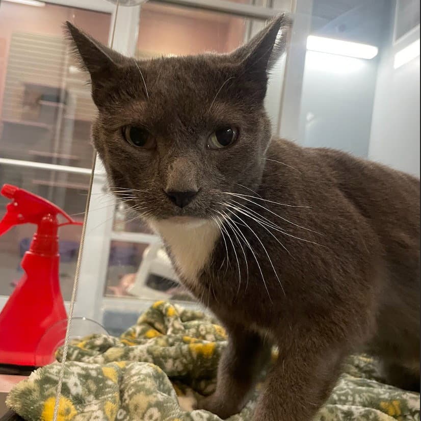 Jazz - Domestic Short Hair