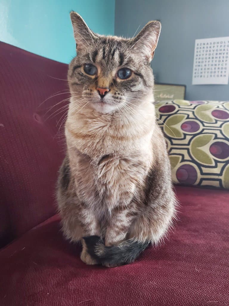 Gatsby - Siamese