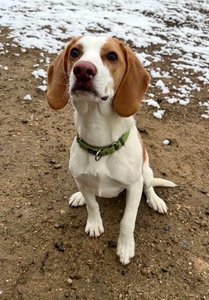 Jace - Beagle