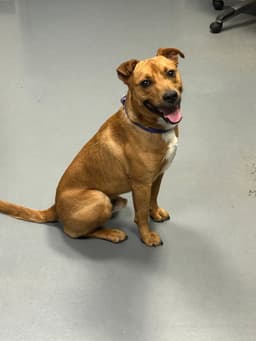 Smokey-In A Foster Home image 1