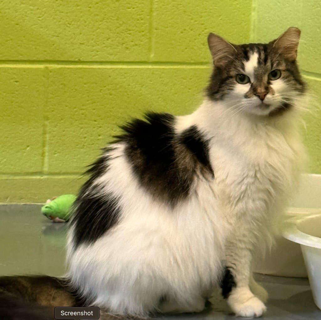 Sugar Bear - Domestic Medium Hair