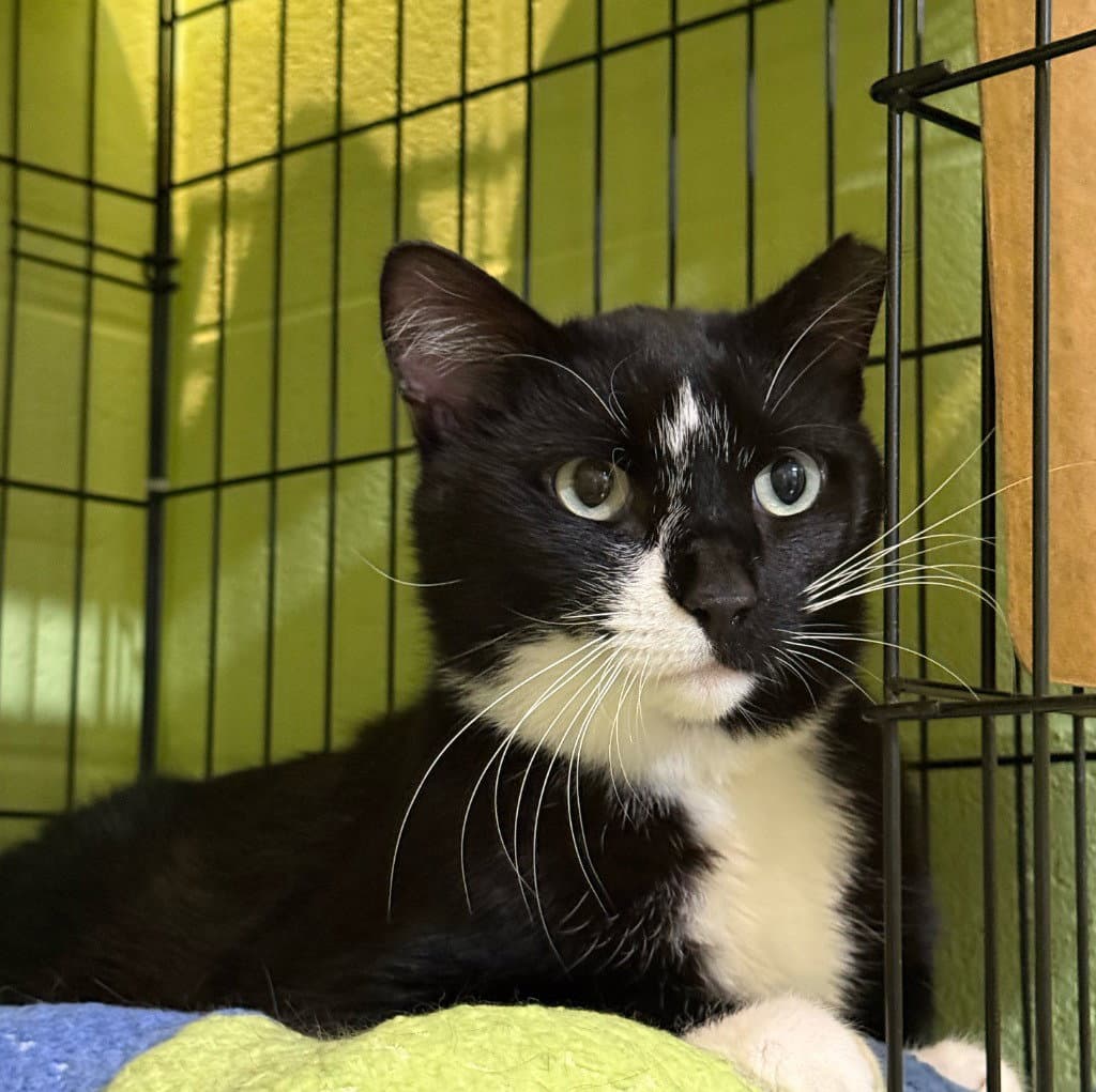 Binkie - Domestic Short Hair