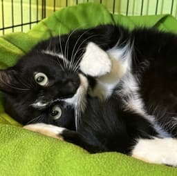 Binkie image 3