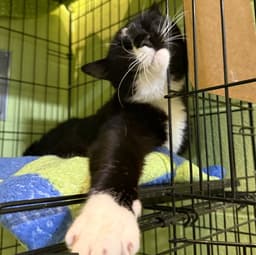 Binkie image 4