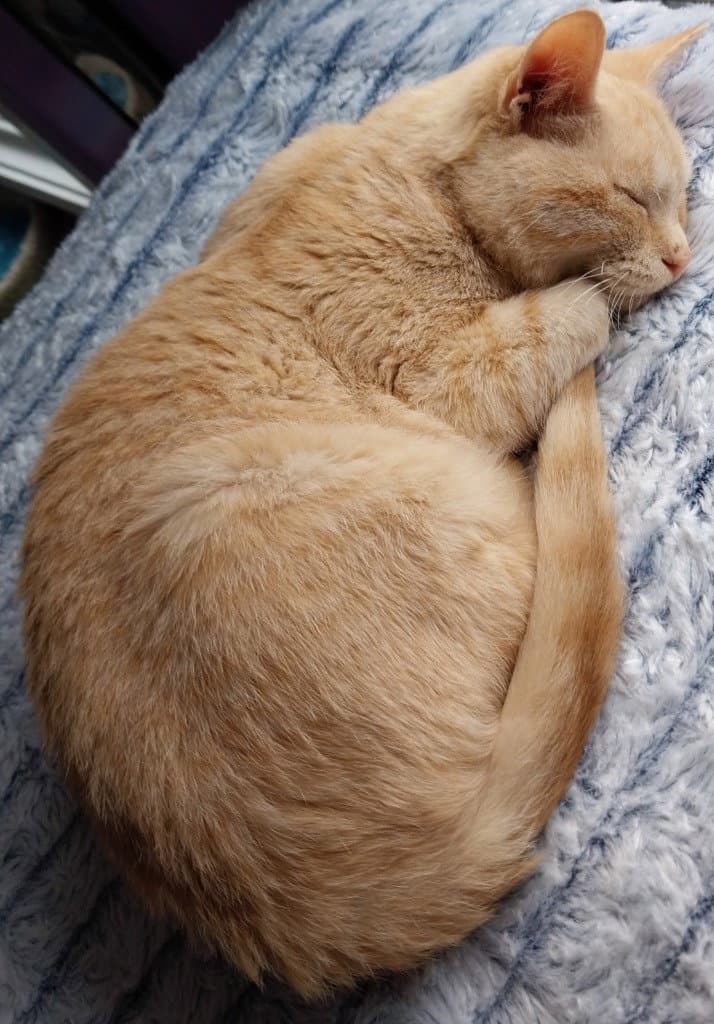 Navigator  In Foster - Domestic Short Hair