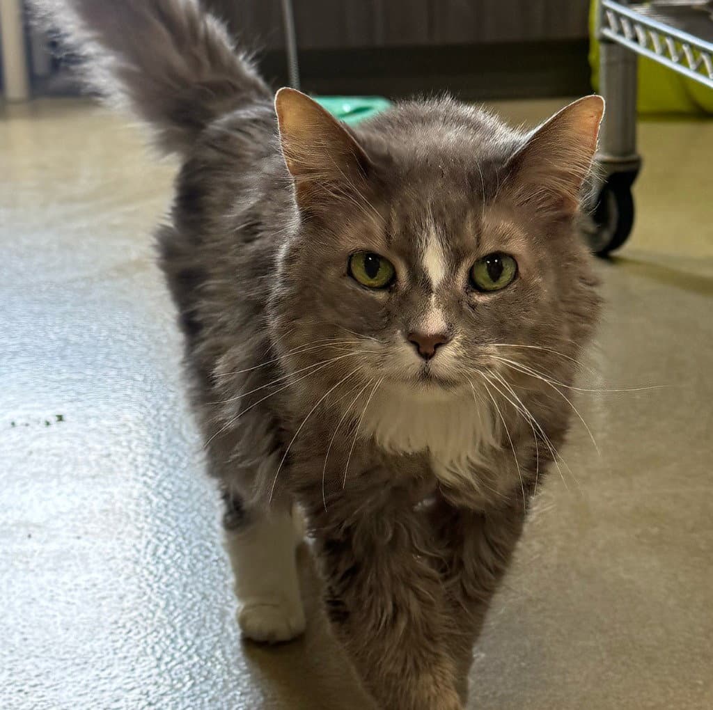 Mustachio In Foster - Domestic Medium Hair