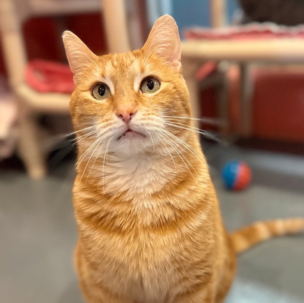 Trucker Was Tucker - Domestic Short Hair