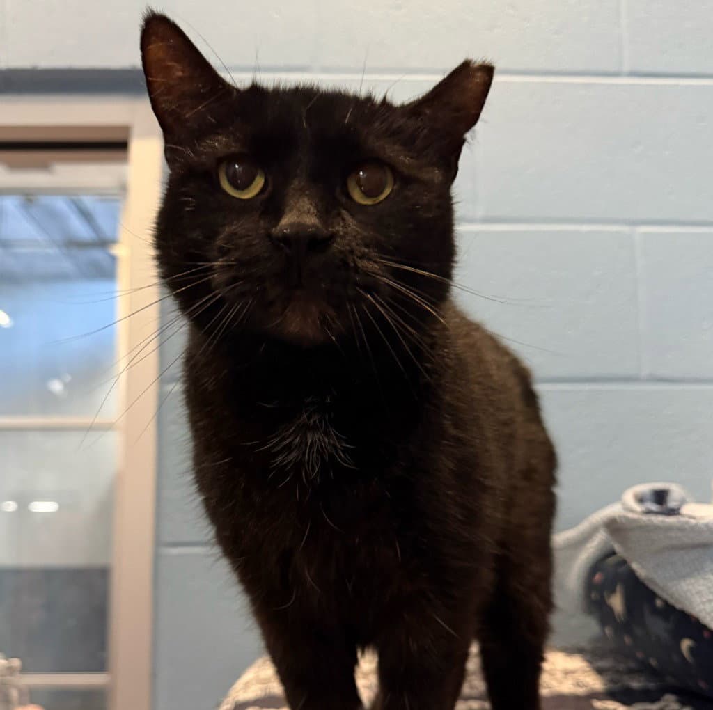 Maggie Sue - Domestic Short Hair