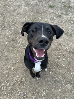 Otis image 1